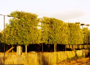zonwering buiten, leibomen, www.kuppen-bomen.nl