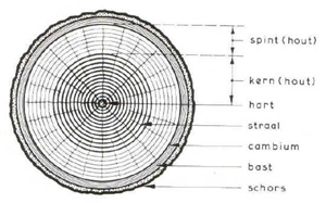 kopse kant, dwarsdoorsnede boom, boek bouwmaterialen van ing.verver