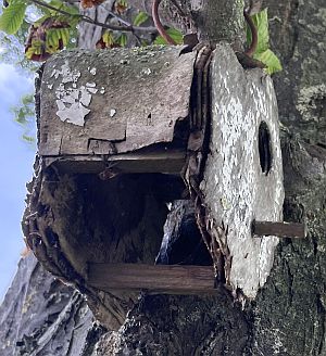 nestkast 19 beetje te luchtig nestkastje img 5015 foto joostdevree 300px