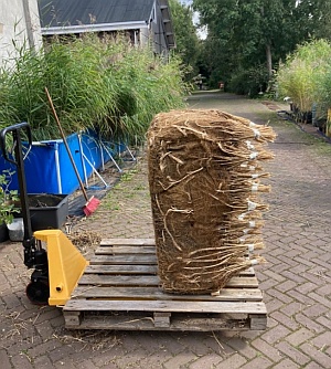 veenmotor 2 wortelbeton 3 jaar oud 300px